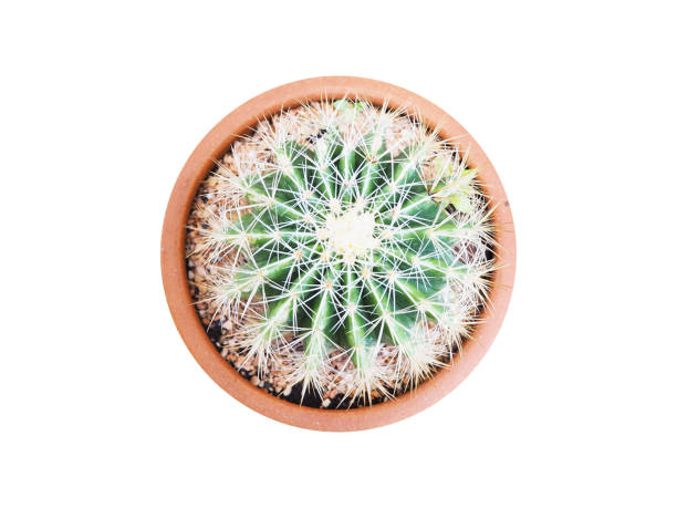 istock cactus crown shape in brown flowerpot 1163264597