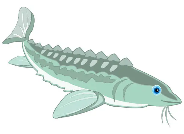 Vector illustration of Vector illustration of the cartoon of valuable fish sturgeon