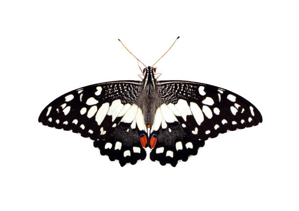 istock Image of lime butterfly(Papilio demoleus) isolated on white background. Insect. Animals. 1163269531