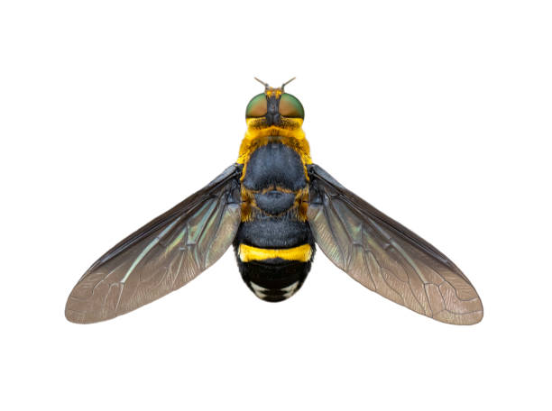 istock Image of hoverfly(Syrphidae) isolated on white background. Insect. Animals. 1163269536