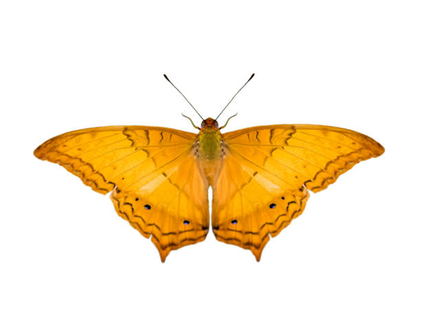 istock Image of common cruiser butterfly (Vindula erota erota) isolated on white background. Insect. Animals. 1163269577