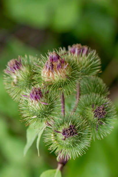 istock arctium, burdock flowers closeup 1163269673