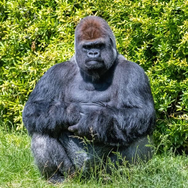 gorila, mono, macho dominante - gorilla endangered species large isolated fotografías e imágenes de stock