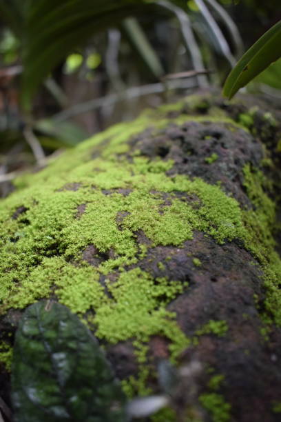 istock Green moss on rock surface in a jungle 1163272662