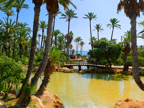 Palm park El Palmeral in Alicante, Costa Blanca. Spain.