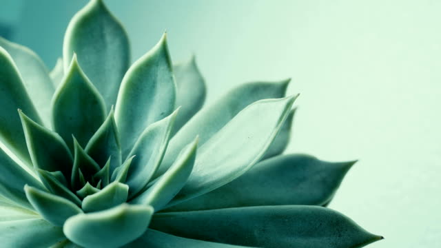 Close up beauty fresh succulent , Echeveria flower , rotation moving shot