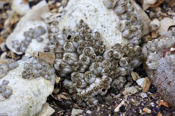 istock Assortment of seashells on the beach 1163279650