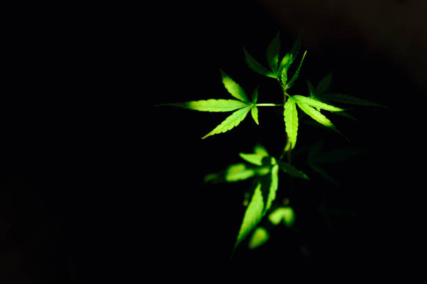 istock Cannabis Leaves or Marijuana Plant in a Dark Shadow. 1163282006