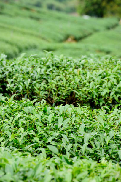 istock Tea Plantation on hill, Taiwan 1163282886
