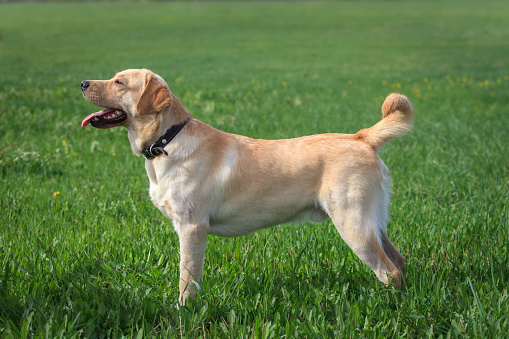 Labrador retriever standing sideways on the grass outdoors