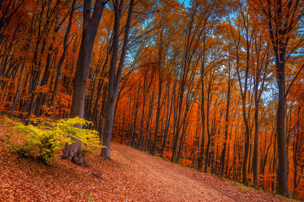 Amazing colorful autumn forest landscape and hiking trail covered with colorful leaves