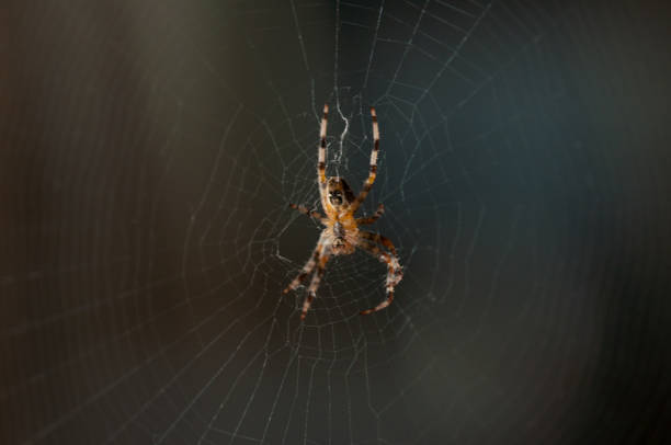 istock Spider in the net .Spider background.Insect. 1163285780