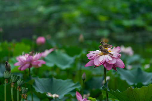 Lotus flower and birds