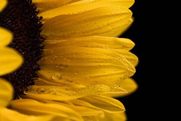 istock Yellow sunflower macro still with petals in bloom 1163286228