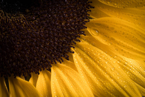 istock Yellow sunflower macro still with petals in bloom 1163286231