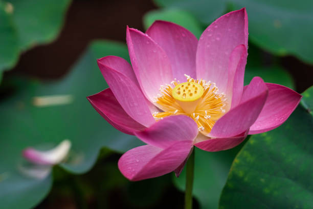 fiore di loto - water lily lotus flower water foto e immagini stock