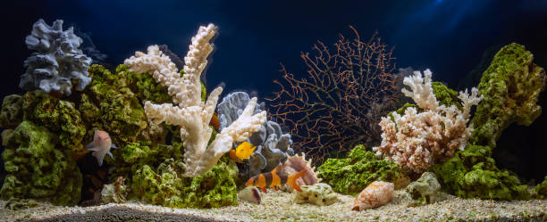 freshwater aquarium in pseudo-sea style. aquascape and aquadesign of aquarium - hobbies freshwater fish underwater panoramic imagens e fotografias de stock