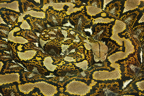 reptile serpent python réticulé - reticulated photos et images de collection