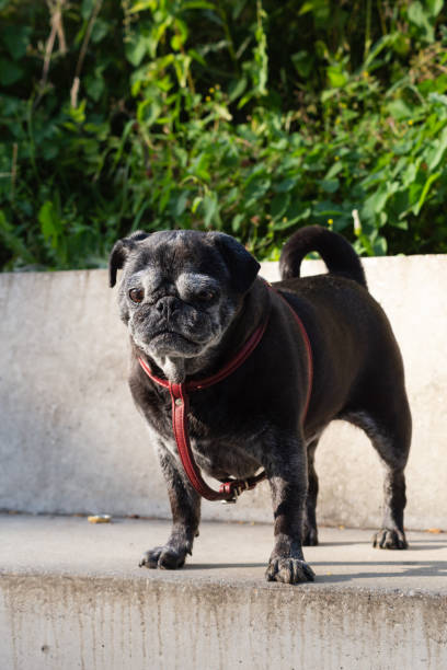 istock black pug named adelheid on walkway near a river 1163289161