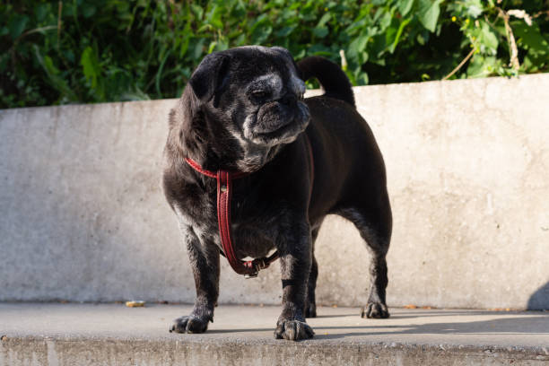istock black pug named adelheid on walkway near a river 1163289174