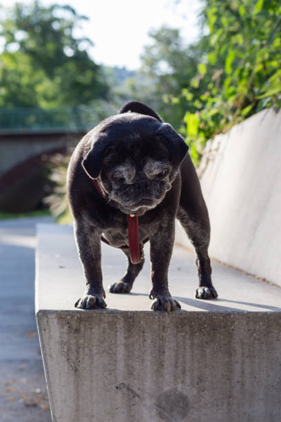 istock black pug named adelheid on walkway near a river 1163289237