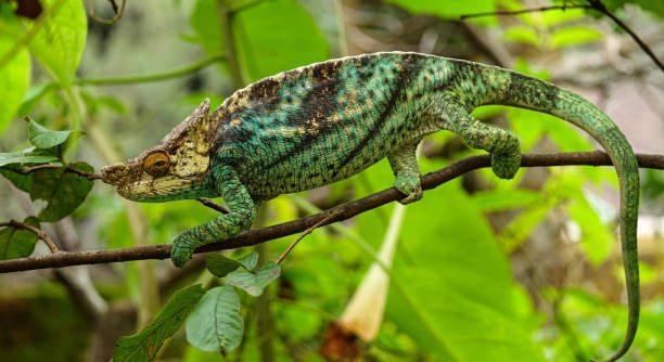 parson-chamäleon (calumma parsonii ) - chameleon africa rainforest leaf stock-fotos und bilder