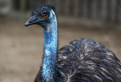 Emu bird portrait