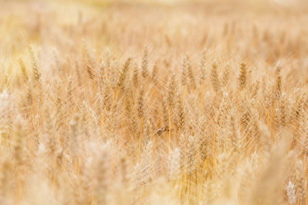 istock cereals under the soft light of the sunset 1163293014
