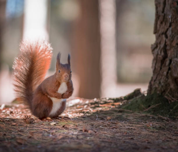 istock Close-up of a red squirrel in the autumn forest 1163295383