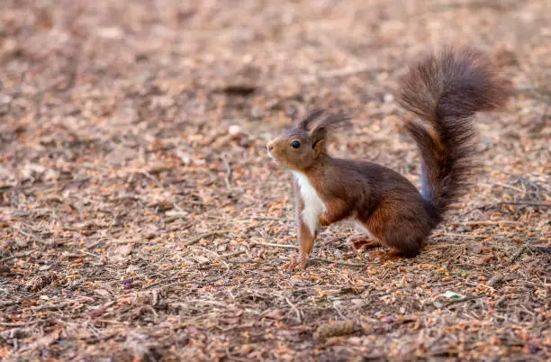 Little red squirrel looking for food in the autumn forest.