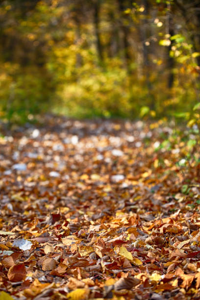 istock Walkway with leaves in autumn park on a sunny day 1163297391