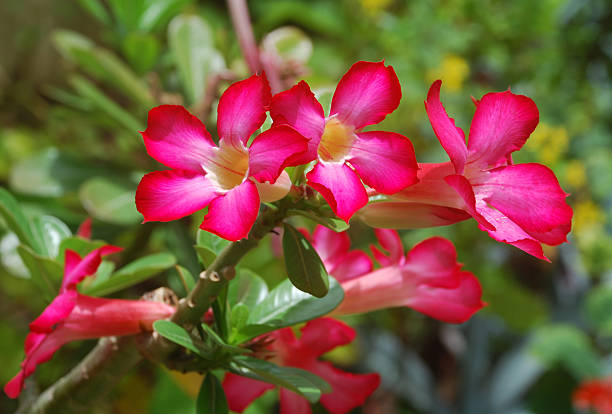 Desert Rose, Adenium Obesum A vibrant, brightly colored Desert Rose plant with several flowers in full bloom. Grown mainly in warmer climates such as Florida and islands of the West Indies. This one was found in Barbados. adenium obesum stock pictures, royalty-free photos & images