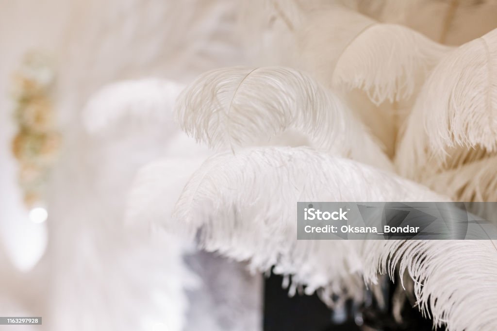 Dekorasi pernikahan bulu burung unta putih restoran - Bebas Royalti Gaya tahun 20-an Foto Stok Dekorasi pernikahan bulu burung unta putih restoran - Bebas Royalti Gaya tahun 20-an Foto Stok