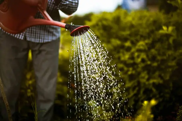 Close up of unrecognizable person watering garden.
