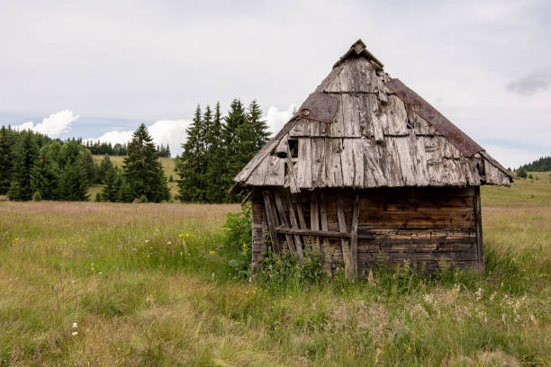 istock Rural Wooden Hut Old Abandoned and Pine Trees Forest Landscape 1163301670