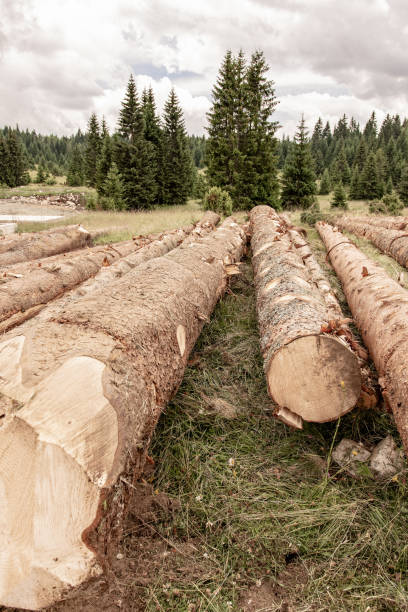 istock Felled Pine Trees. Deforestation Environmental Damage. Nature Destruction. 1163301673