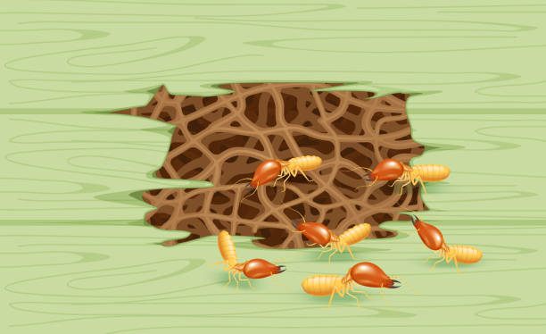 ilustrações de stock, clip art, desenhos animados e ícones de termites and wooden green wall, termite nest at wood, burrow nest termite and wood decay, texture wood with nest termite or white ant, background damaged white wooden eaten by termite or white ants - ant underground animal nest insect