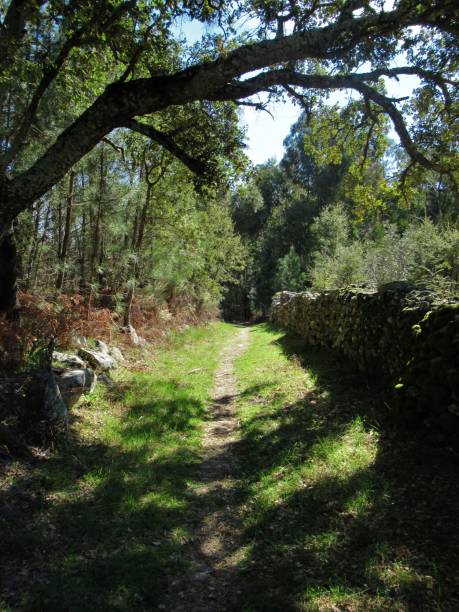 istock Forest path in Castelo de Vide, Portugal 1163302854