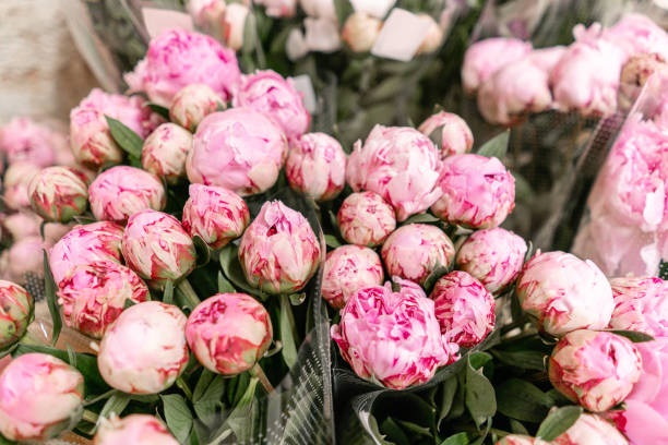 Warehouse refrigerator, Wholesale flowers for flower shops. Pink peonies in a plastic container or bucket. Online store. Floral shop and delivery concept