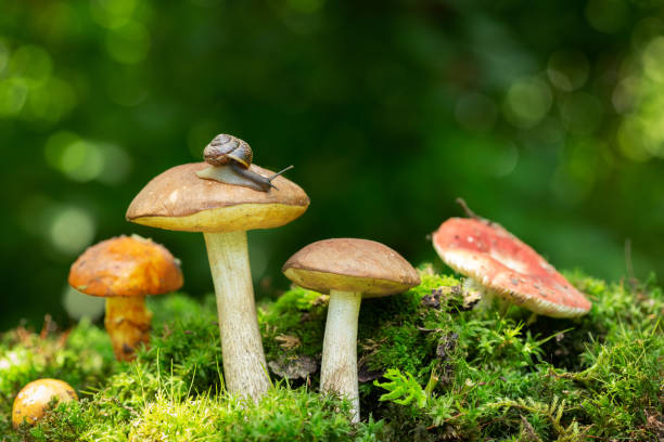 istock Edible mushrooms in a forest 1163305348