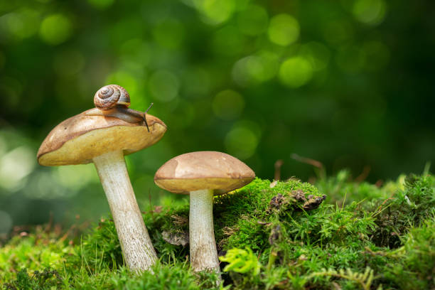 istock Edible mushrooms in a forest 1163305351