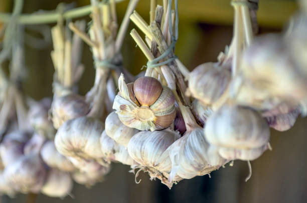 Crop of garlic close-up stock photo