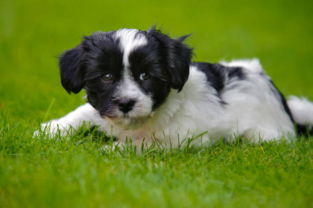 istock young puppy dog havanese laying in grass 1163306535