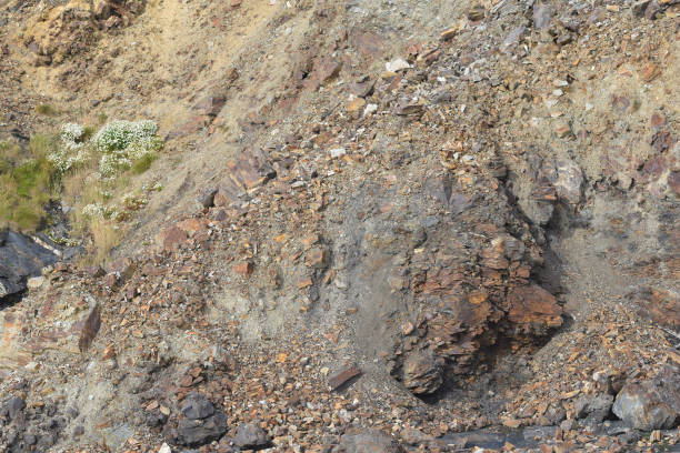 istock Flowers growing on an eroded cliff face Tregardock Beach Cornwall 1163306818