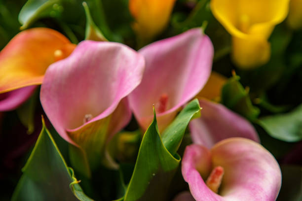 istock Exotic tulip garden in Netherlands 1163306921