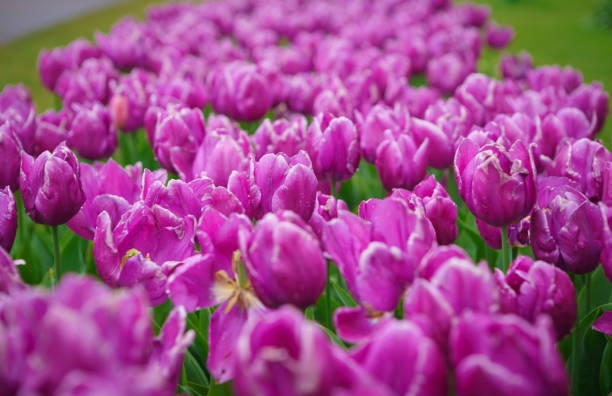 istock Exotic tulip garden in Netherlands 1163307591