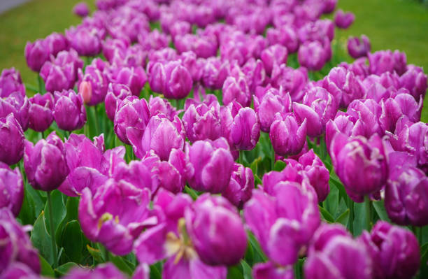 istock Exotic tulip garden in Netherlands 1163307616