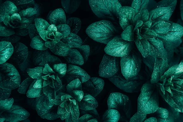 istock Dark green leaves closeup view background 1163307664