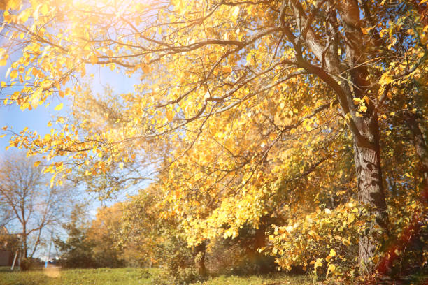 istock Autumn background in the park 1163308680