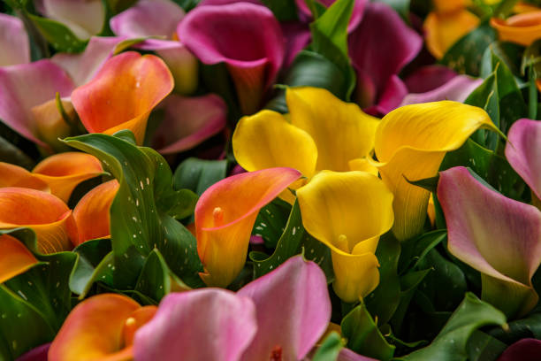 istock Exotic flowers in Netherlands garden 1163308703